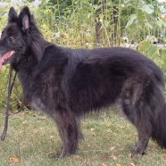 Pepper