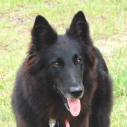 Tasmine