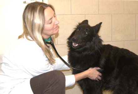 Health | Belgian Sheepdog Rescue Trust