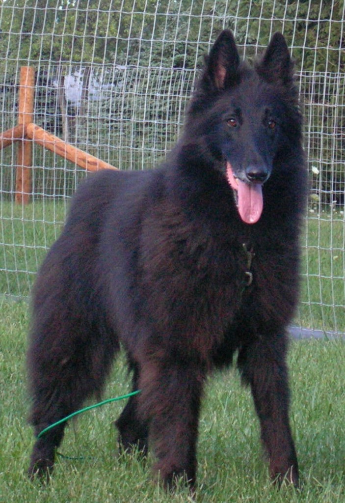 Success Stories | Belgian Sheepdog Rescue Trust