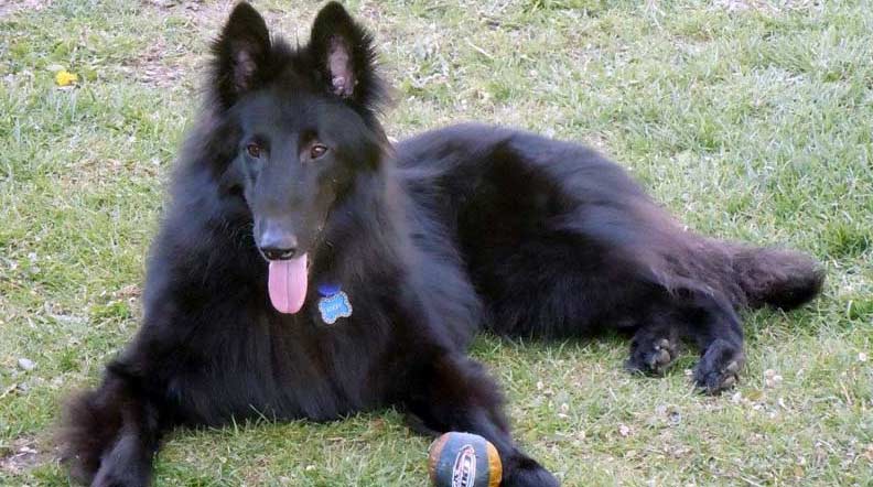 Box2 | Belgian Sheepdog Rescue Trust