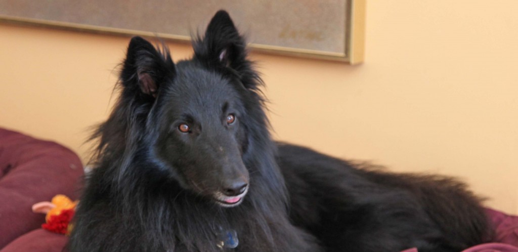 Belgian Sheepdog Rescue Trust | Belgian Sheepdog Rescue Trust