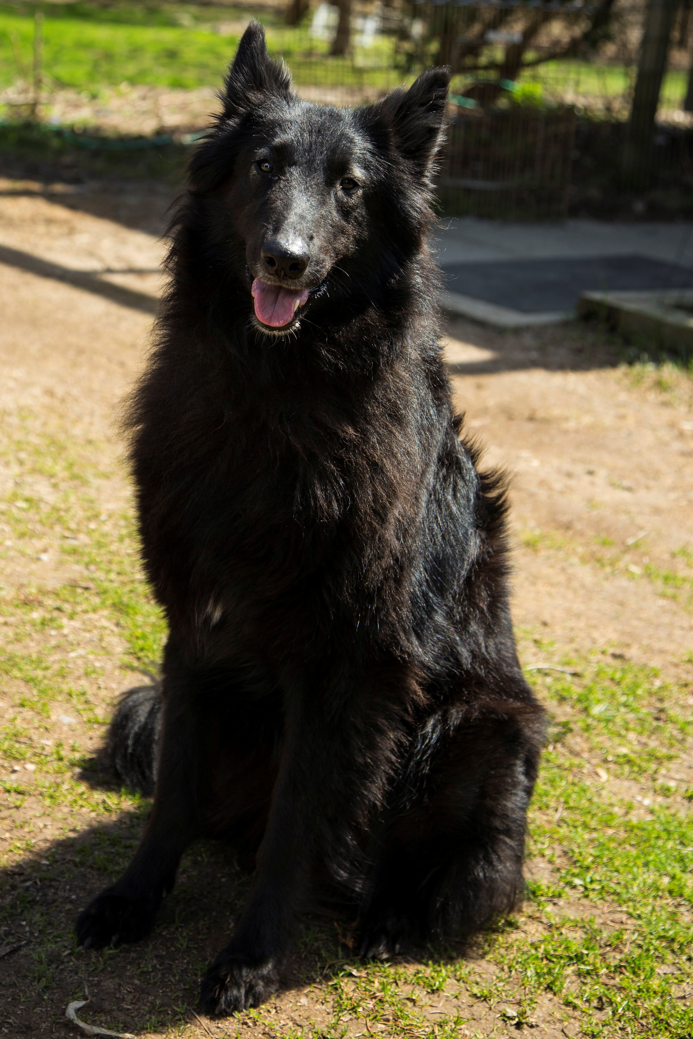 Sitting LeFey_MG_4557 | Belgian Sheepdog Rescue Trust