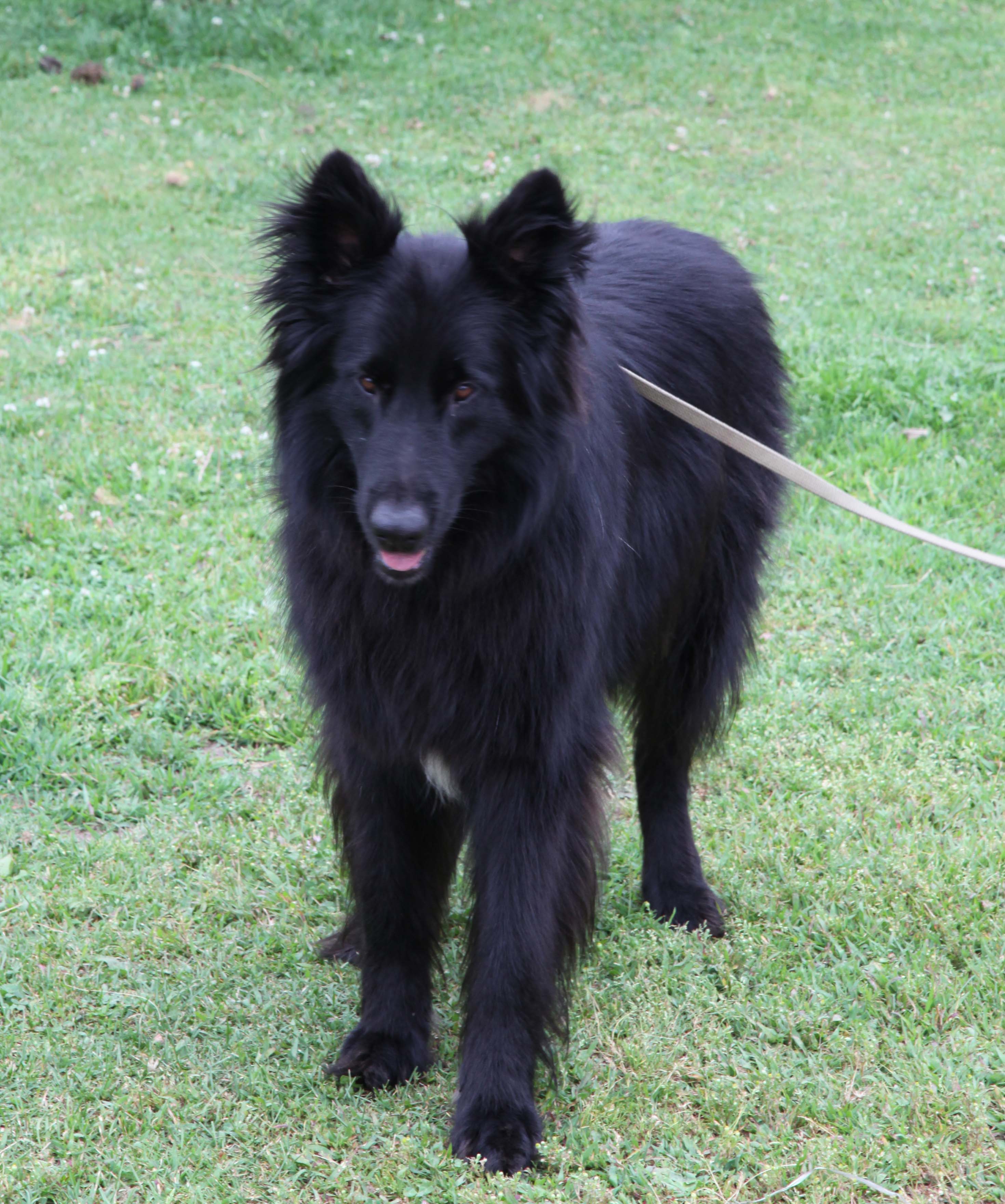 Bear1e-1 | Belgian Sheepdog Rescue Trust