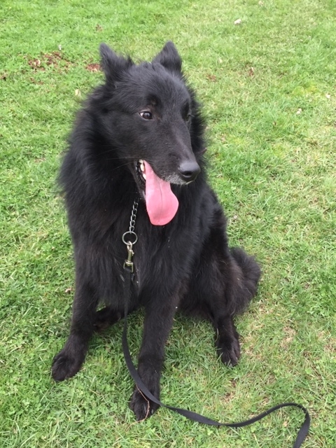 Sit – Image 1 | Belgian Sheepdog Rescue Trust