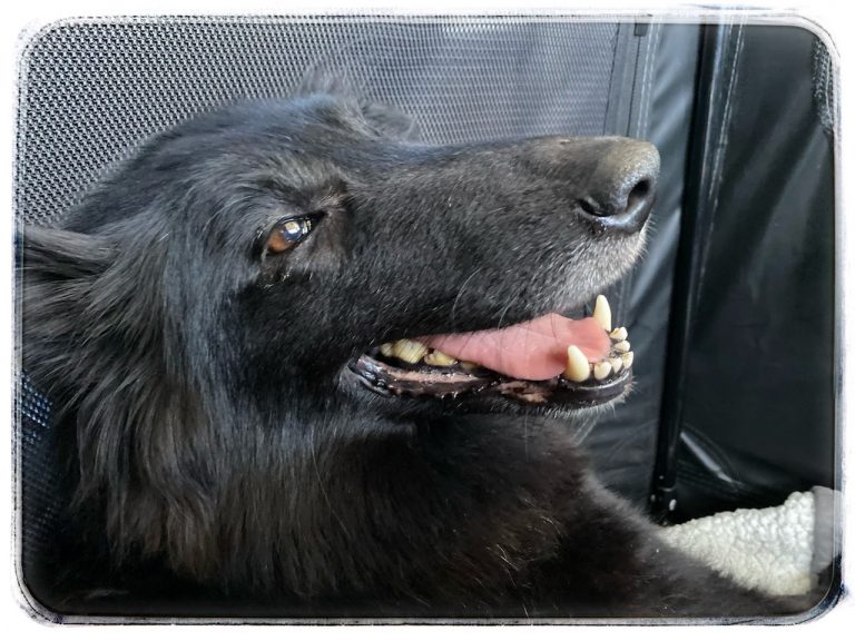 Donate | Belgian Sheepdog Rescue Trust